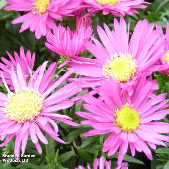 Aster novi-belgii 'Bahamas'