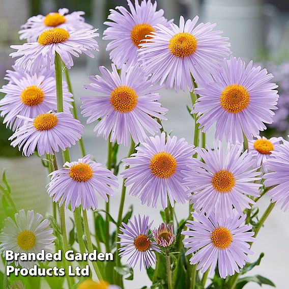 Aster 'Berggarten'