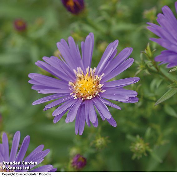 Aster novi-belgii 'Lady in Blue'