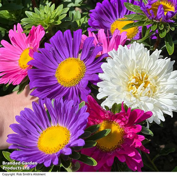 Aster 'Lazy Daisy Mix' - Seeds