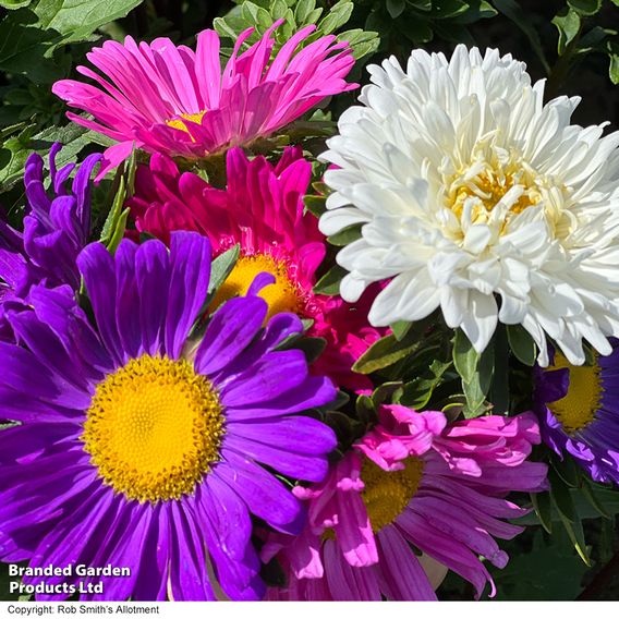 Aster 'Lazy Daisy Mix' - Seeds