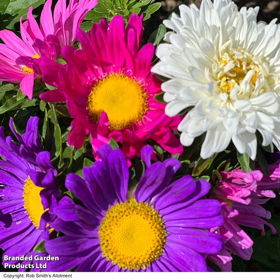 Aster 'Lazy Daisy Mix' - Seeds