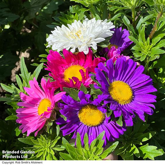 Aster 'Lazy Daisy Mix' - Seeds