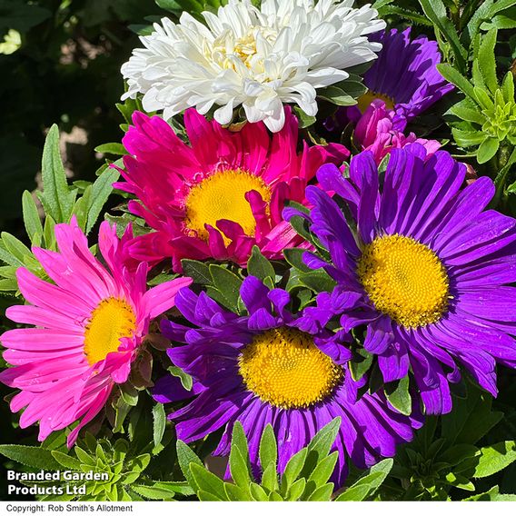 Aster 'Lazy Daisy Mix' - Seeds