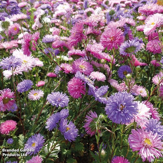 Aster 'Milady Mix' - Seeds