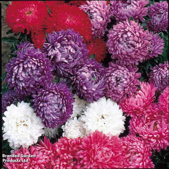 Aster 'Milady Mix' - Seeds