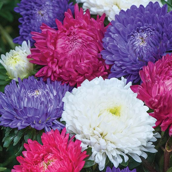 Aster 'Milady Mix' - Seeds