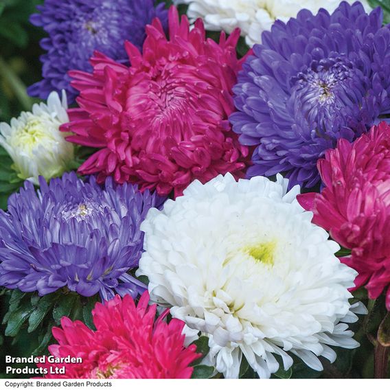 Aster 'Milady Mix' - Seeds