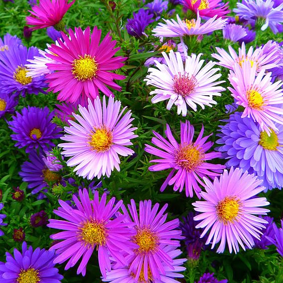 Aster alpinus Mixed