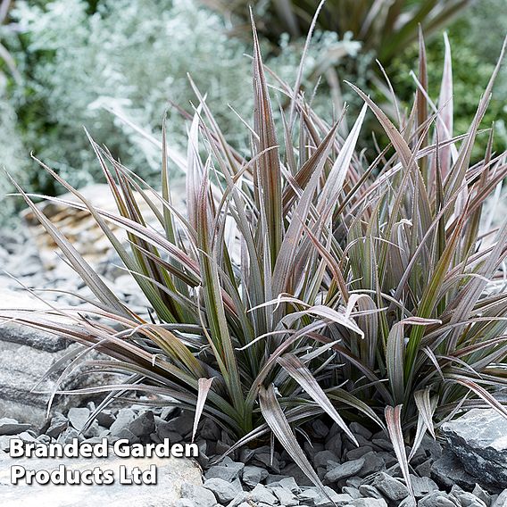 Astelia 'Red Shadow'