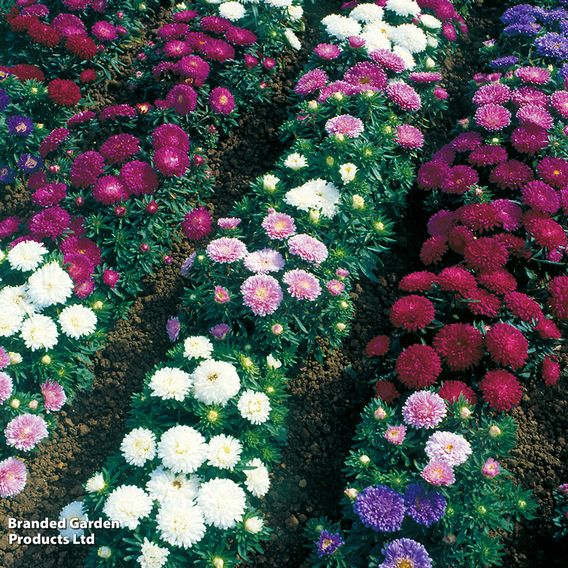 Aster 'Starlight Mixed'