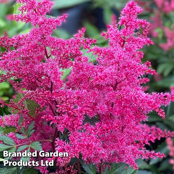 Astilbe 'Astary Rose'