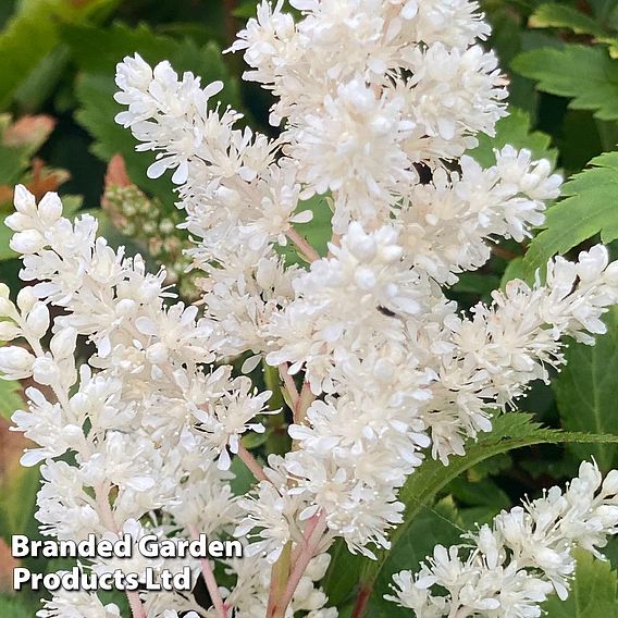 Astilbe 'Astary White'