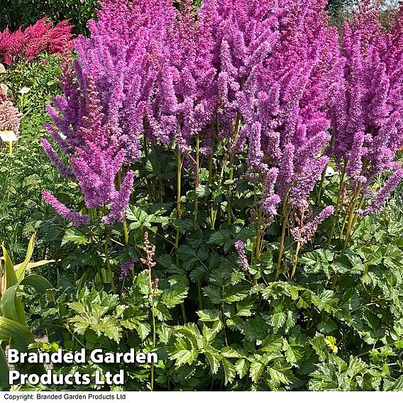 Astilbe chinensis 'Black Pearls'