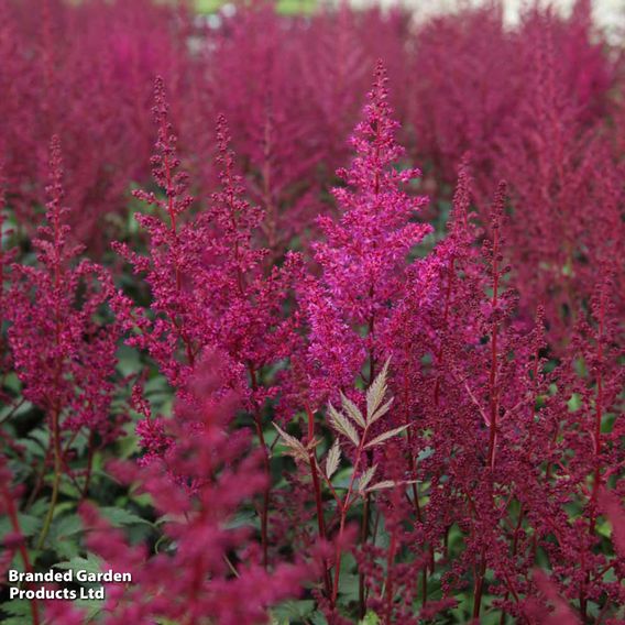 Astilbe japonica 'Elisabeth van Veen'