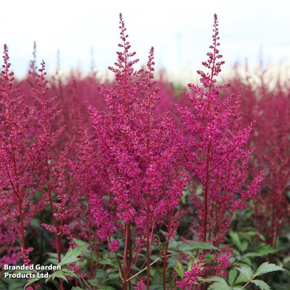 Astilbe japonica 'Elisabeth van Veen'