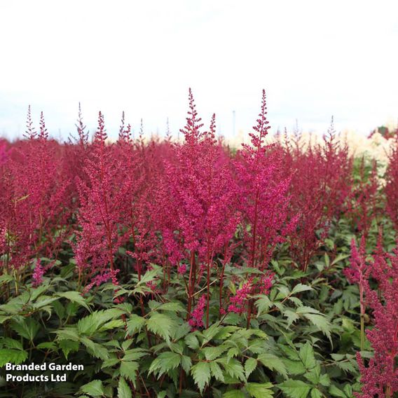 Astilbe japonica 'Elisabeth van Veen'