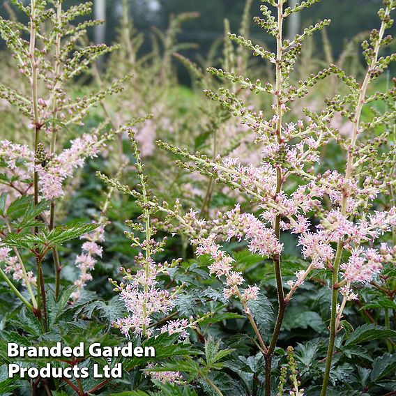 Astilbe 'Hennie Graafland'