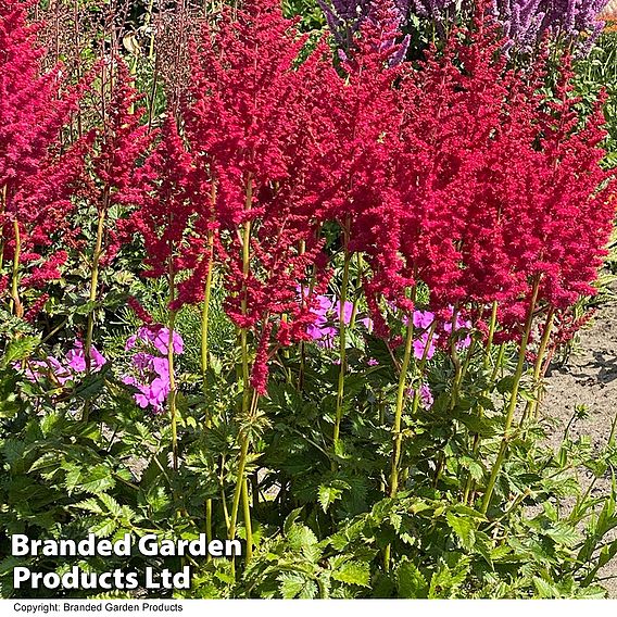 Astilbe chinensis 'Hot Pearls'