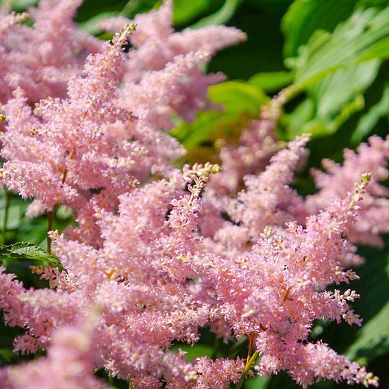 Astilbe x arendsii 'Look at Me'