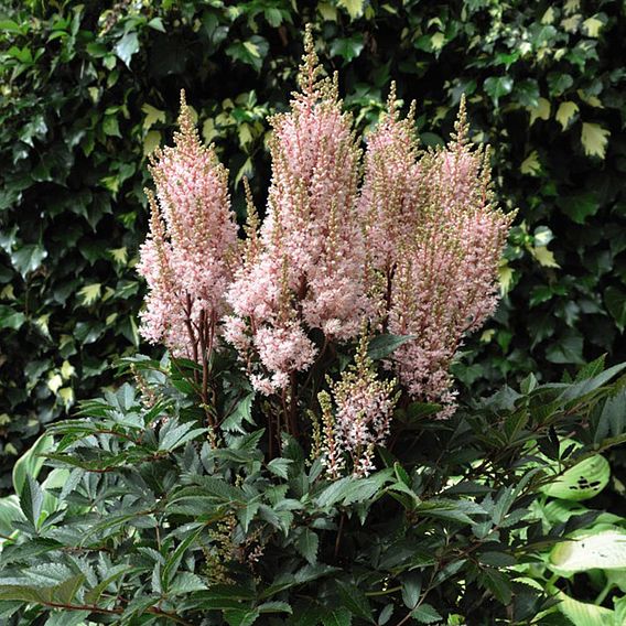 Astilbe x arendsii 'Look at Me'