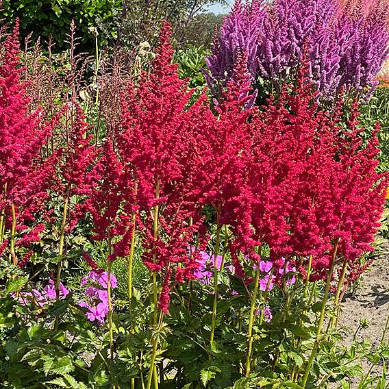 Nurserymans Choice Astilbe