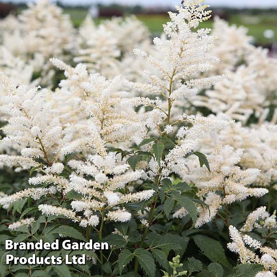 Astilbe japonica 'Washington'