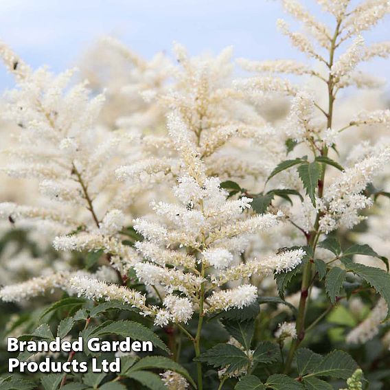 Astilbe japonica 'Washington'