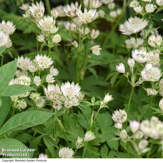 Astrantia - Seeds