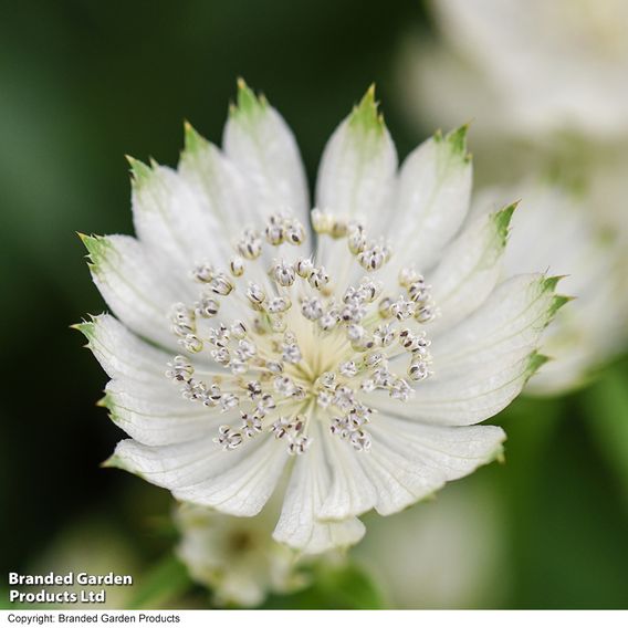 Astrantia - Seeds