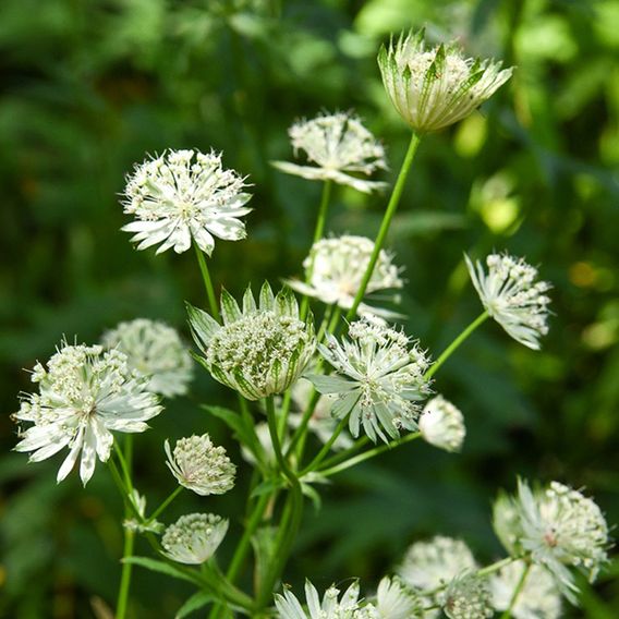 Astrantia major