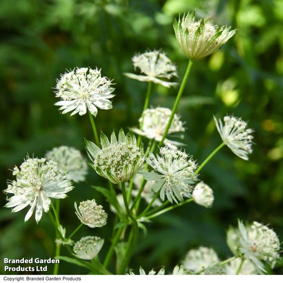 Astrantia - Seeds