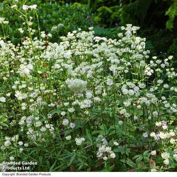 Astrantia - Seeds