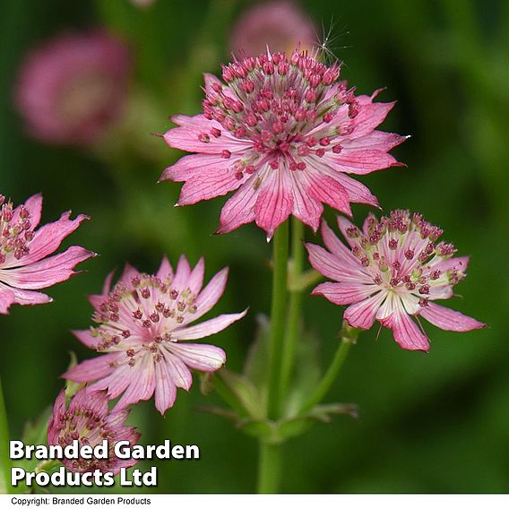 Astrantia major 'Roma'