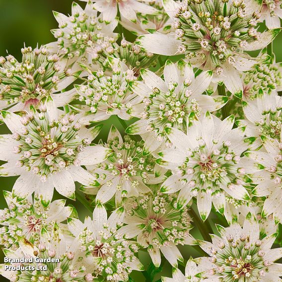 Astrantia major 'Star Of Billion'