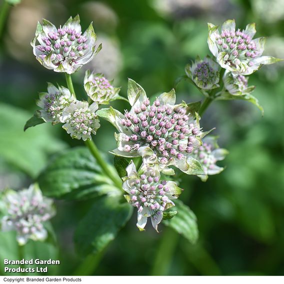 Astrantia major 'Star Of Billion'