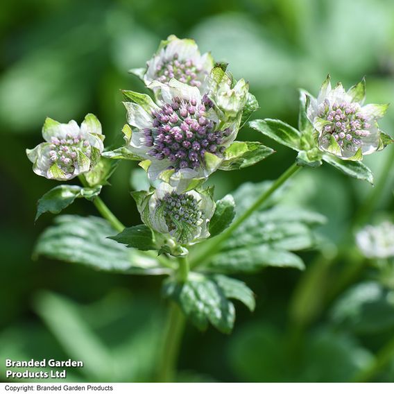 Astrantia major 'Star Of Billion'