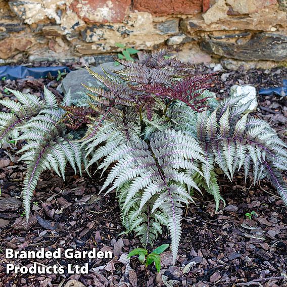 Athyrium niponicum f. metallicum