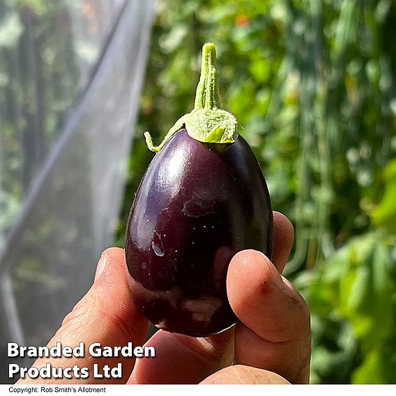 Aubergine 'Baby Black Jack'