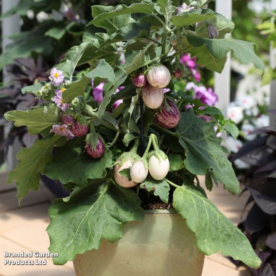 Aubergine F1 'Pinstripe' - Seeds