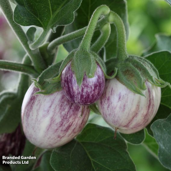 Aubergine F1 'Pinstripe' - Seeds