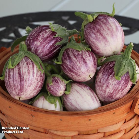 Aubergine F1 'Pinstripe' - Seeds