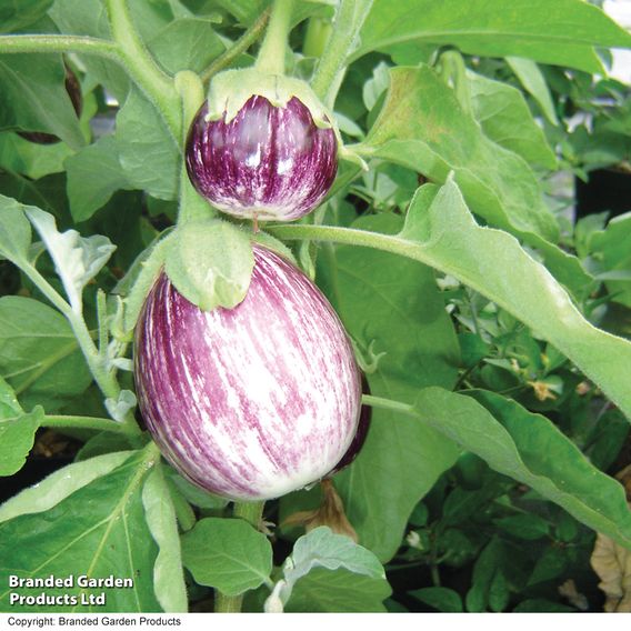 Aubergine F1 'Pinstripe' - Seeds