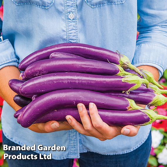 Aubergine Violet Knight F1 - Seeds