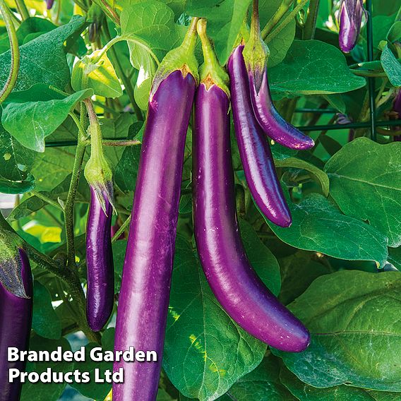 Aubergine Violet Knight F1 - Seeds