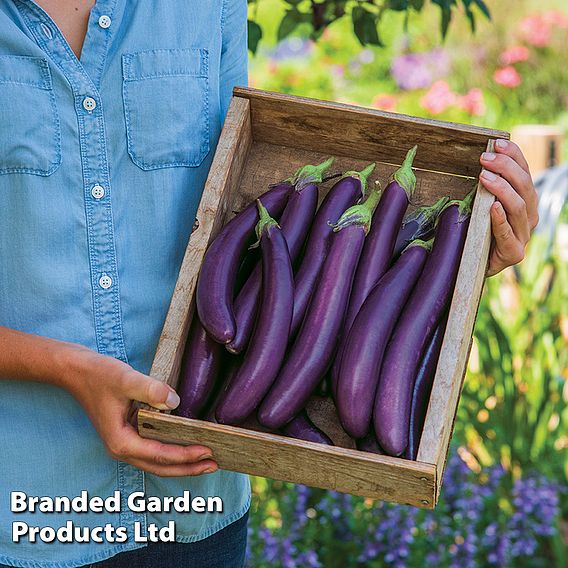 Aubergine Violet Knight F1 - Seeds