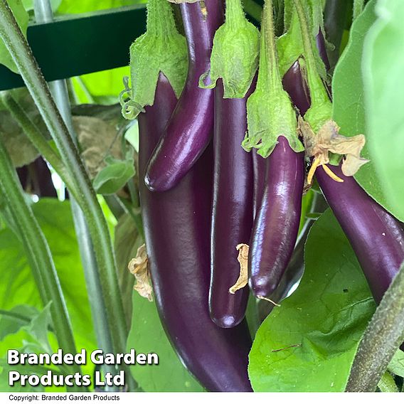 Aubergine Violet Knight F1 - Seeds