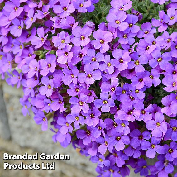 Aubrieta 'Cascade Blue'