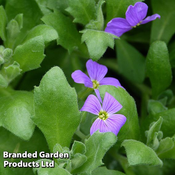 Aubrieta 'Cascade Blue'