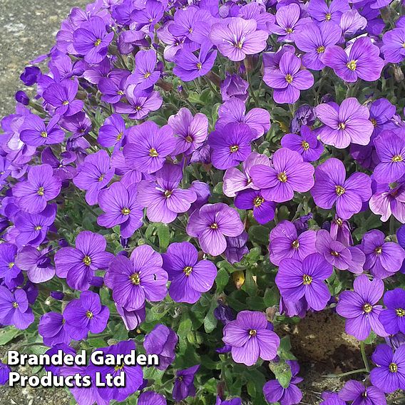 Aubrieta 'Cascade Blue'